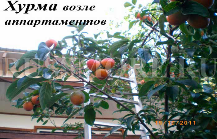 отдых у моря частный сектор геленджик